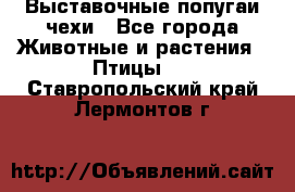 Выставочные попугаи чехи - Все города Животные и растения » Птицы   . Ставропольский край,Лермонтов г.